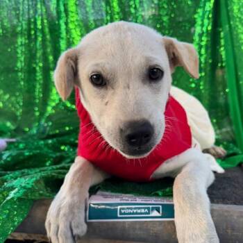 Vera -  Yellow Labrador Retriever and Mixed Breed Dog for Adoption in Englewood, Florida - Vera | PetCurious