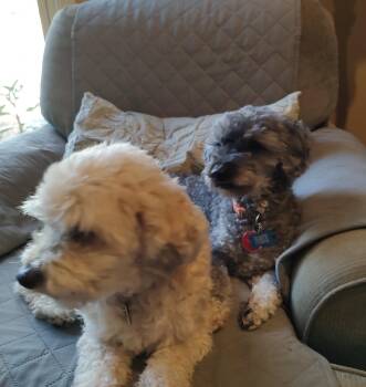 Skeeter (bonded with Ginger) -  Poodle Dog for Adoption in Nashville, Tennessee - Skeeter (bonded With Ginger) | PetCurious
