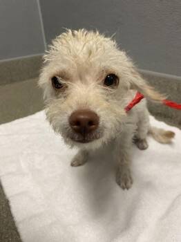 COCO -  Chihuahua and Poodle Dog for Adoption in Las Vegas, Nevada - COCO | PetCurious