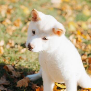 Rescue Shiba Inu Dogs for Adoption in Northbrook, Illinois - Emily | PetCurious