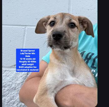 Brussels Sprout -  Labrador Retriever and Terrier Dog for Adoption in Oviedo, Florida - Brussels Sprout | PetCurious
