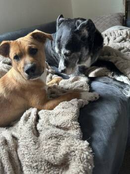 Bali -  Labrador Retriever Dog for Adoption in Brooklyn Center, Minnesota - Bali | PetCurious
