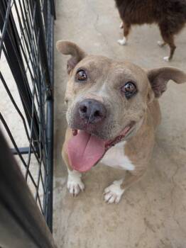 Fran (Baby) -  Pit Bull Terrier and Mixed Breed Dog for Adoption in Brownwood, Texas - Fran (Baby) | PetCurious