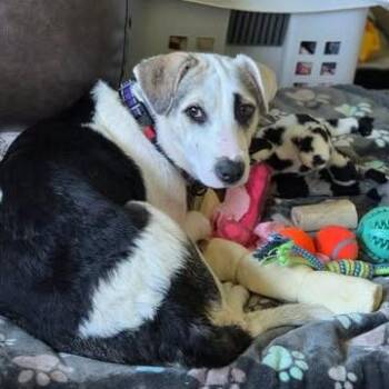 CJ (Calamity Jane) -  Terrier and Mixed Breed Dog for Adoption in Alma, Wisconsin - CJ (Calamity Jane) | PetCurious