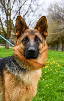 German Shepherd Dog and Mixed Breed Dogs Available for Adoption - Sweetpea | PetCurious