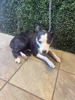 61653554 -  Mixed Breed Dog for Adoption in El Paso, Texas - 61653554 | PetCurious
