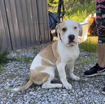 Rescue American Bulldog Dogs for Adoption in Hallsville, Missouri - Shorty | PetCurious
