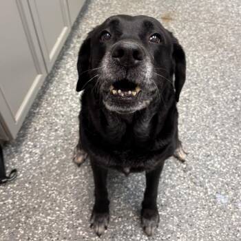 Labrador Retriever and Mastiff Dogs Available for Adoption in Parkersburg, West Virginia - Sophia | PetCurious