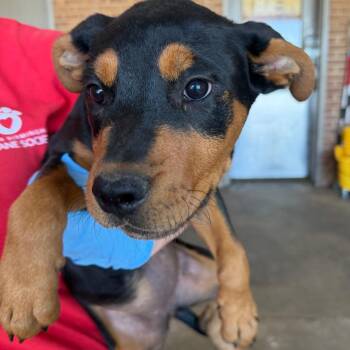 Retha -  Rottweiler Dog for Adoption in Birmingham, Alabama - Retha | PetCurious