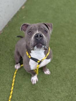 *Wolfgang* -  Pit Bull Terrier Dog for Adoption in Salt Lake City, Utah - *Wolfgang* | PetCurious