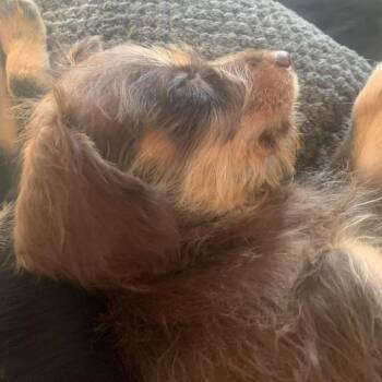 Dachshund and Mixed Breed Dogs Available for Adoption in Rochester, Minnesota - Athena | PetCurious