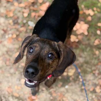Parm -  Mixed Breed Dog for Adoption in Asheville, North Carolina - Parm | PetCurious