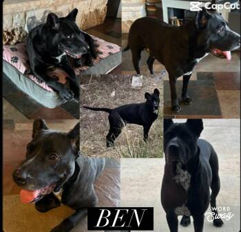 Rhodesian Ridgeback and Pointer Dogs Available for Adoption - Ben | PetCurious