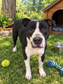 Sookie -  American Staffordshire Terrier and Mixed Breed Dog for Adoption in Trenton, New Jersey - Sookie | PetCurious