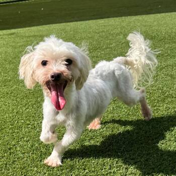 Lucky 6505 -  Maltese Dog for Adoption in Loxahatchee Groves, Florida - Lucky 6505 | PetCurious