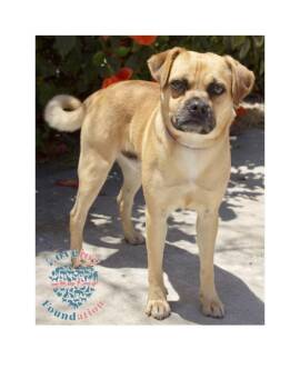 Rescue Puggle Dogs for Adoption in Inglewood, California - Ramen 369 RB | PetCurious