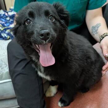 Australian Shepherd Dogs Available for Adoption - Mickey | PetCurious