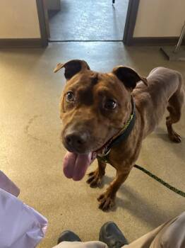 Axel -  Pit Bull Terrier Dog for Adoption in Springfield, Ohio - Axel | PetCurious