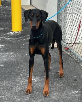 Doberman Pinscher Dogs Available for Adoption - Valerie | PetCurious