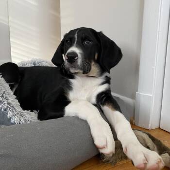Hound Dogs Available for Adoption - Racer 75 | PetCurious
