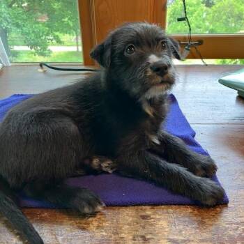 Paris -  Wire Fox Terrier Dog for Adoption in Northbrook, Illinois - Paris | PetCurious