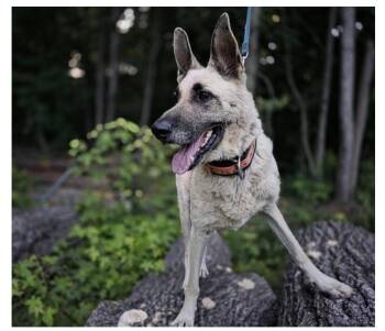 Verna -  German Shepherd Dog Dog for Adoption in Roswell, Georgia - Verna | PetCurious