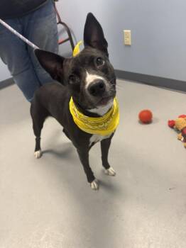 Rescue Terrier Dogs for Adoption in Zanesville, Ohio - Buffy | PetCurious