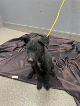 LUIS -  Pit Bull Terrier Dog for Adoption in Las Vegas, Nevada - LUIS | PetCurious