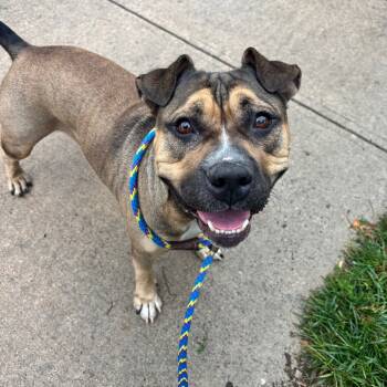 Rescue Pit Bull Terrier Dogs for Adoption in Newark, New Jersey - Coltrane | PetCurious