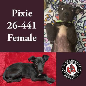 Terrier Dogs Available for Adoption in Georgetown, Kentucky - Pixie | PetCurious