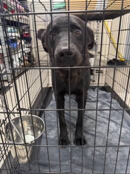 Slate -  Black Labrador Retriever and German Shepherd Dog Dog for Adoption in Georgetown, Ohio - Slate | PetCurious