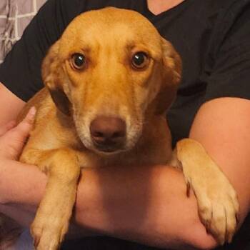 Blondie Valentine -  Labrador Retriever and Dachshund Dog for Adoption in Wadena, Minnesota - Blondie Valentine | PetCurious