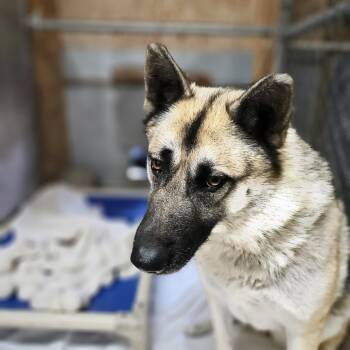 German Shepherd Dog Dogs Available for Adoption - Charlie- Active Calm Girl! | PetCurious