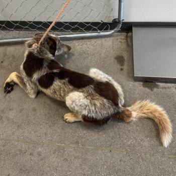 Mixed Breed Dogs Available for Adoption in Las Cruces, New Mexico - 106174 | PetCurious