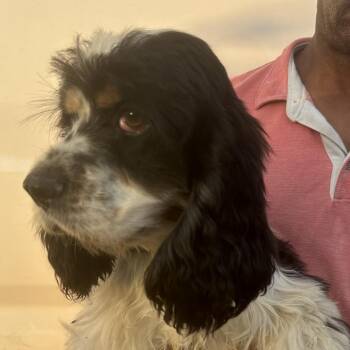 Kyle - Local October 9-11 -  Cocker Spaniel Dog for Adoption in Brookshire, Texas - Kyle - Local October 9-11 | PetCurious