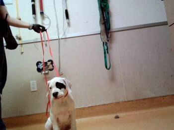 Dogo Argentino and Mixed Breed Dogs Available for Adoption - SHANDY | PetCurious