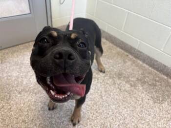 Pit Bull Terrier Dogs Available for Adoption in Pueblo, Colorado - GRACIE | PetCurious