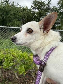 Chihuahua and Mixed Breed Dogs Available for Adoption - Maui | PetCurious