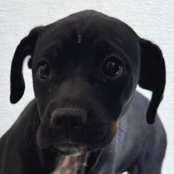 107574 -  Mixed Breed Dog for Adoption in Las Cruces, New Mexico - 107574 | PetCurious