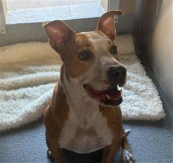 PENNIE -  Pit Bull Terrier Dog for Adoption in Tustin, California - PENNIE | PetCurious