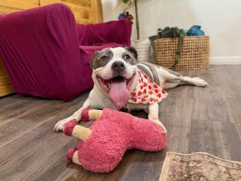 Star Light Star Bright -  American Bully and Pit Bull Terrier Dog for Adoption in Friendswood, Texas - Star Light Star Bright | PetCurious