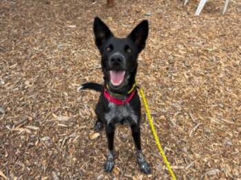 SOCKS -  Belgian Shepherd Malinois and Border Collie Dog for Adoption in Santa Cruz, California - SOCKS | PetCurious