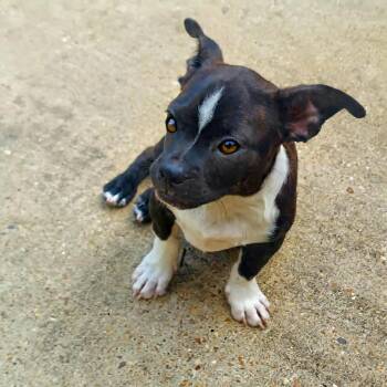 Freddie Footsie -  Boston Terrier and Jack Russell Terrier Dog for Adoption in South Kingstown, Rhode Island - Freddie Footsie | PetCurious