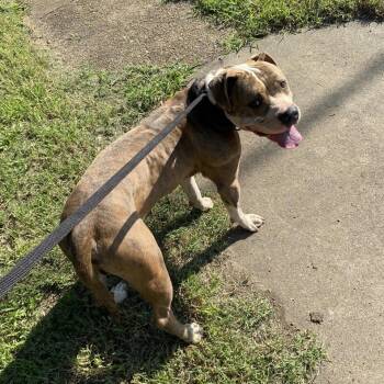 Mr. Broadway -  Terrier and Mixed Breed Dog for Adoption in St. Louis, Missouri - Mr. Broadway | PetCurious