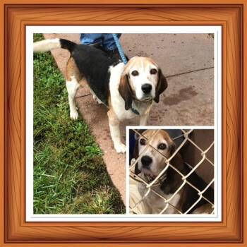 ELKINS -  Beagle Dog for Adoption in Buckhannon, West Virginia - ELKINS | PetCurious
