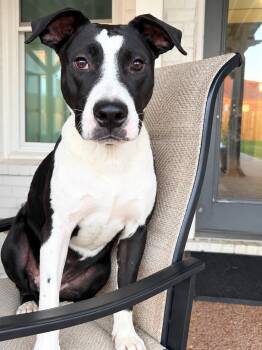 Prince -  Mixed Breed Dog for Adoption in Park Forest, Illinois - Prince | PetCurious