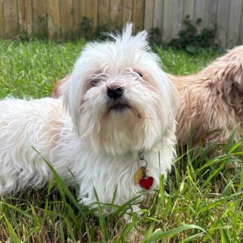 Angel (bonded to Max) -  Maltese and Mixed Breed Dog for Adoption in West Des Moines, Iowa - Angel (bonded To Max) | PetCurious