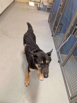 A174349 -  German Shepherd Dog Dog for Adoption in South Lake Tahoe, California - A174349 | PetCurious