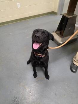2026-05-003 *Daisy* -  Labrador Retriever Dog for Adoption in Winder, Georgia - 2026-05-003 *Daisy* | PetCurious