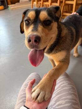 Husky and Mastiff Dogs Available for Adoption in Glenfield, New York - Pinky | PetCurious